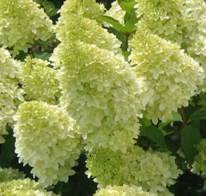 Obraz Hydrangea